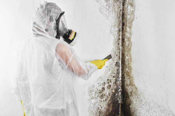 Best Black Mold Removal  in Mitchell, IL