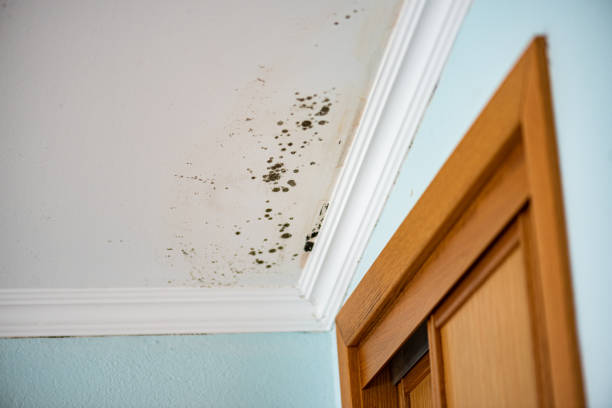Best Water Damage Restoration  in Mitchell, IL