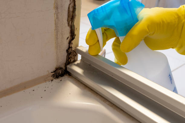 Best Mold Removal Near Me  in Mitchell, IL