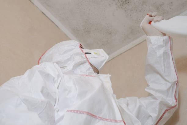 Mold Removal Process in Mitchell, IL