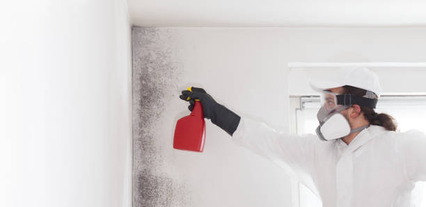 Best Mold Remediation  in Mitchell, IL