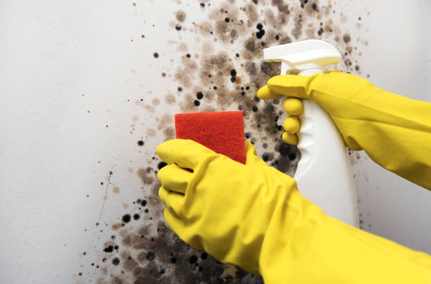 Best Crawl Space Mold Removal  in Mitchell, IL