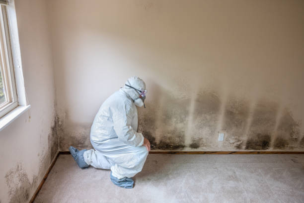 Best Mold Removal Process  in Mitchell, IL