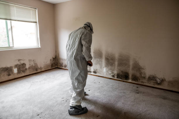 Best Mold Testing  in Mitchell, IL
