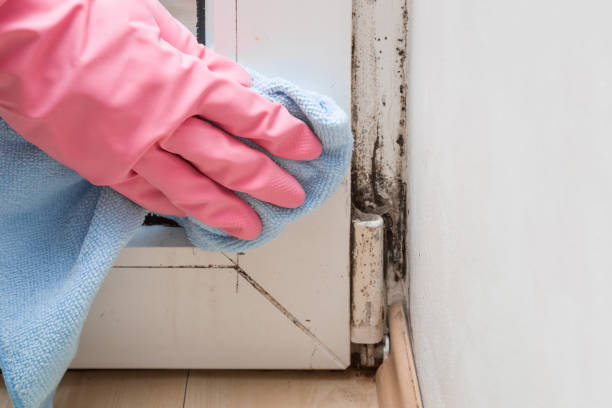 Best Same-Day Mold Removal  in Mitchell, IL
