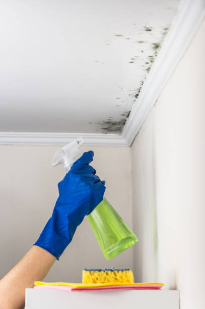 Best Mold Testing  in Mitchell, IL