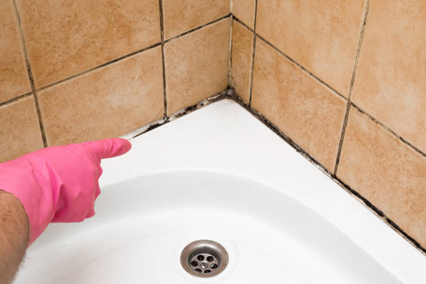 Best Affordable Mold Removal  in Mitchell, IL