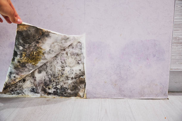 Best Mold Remediation  in Mitchell, IL